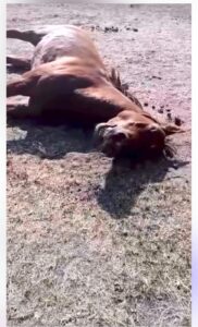 yaban atlarına vahşi saldırı